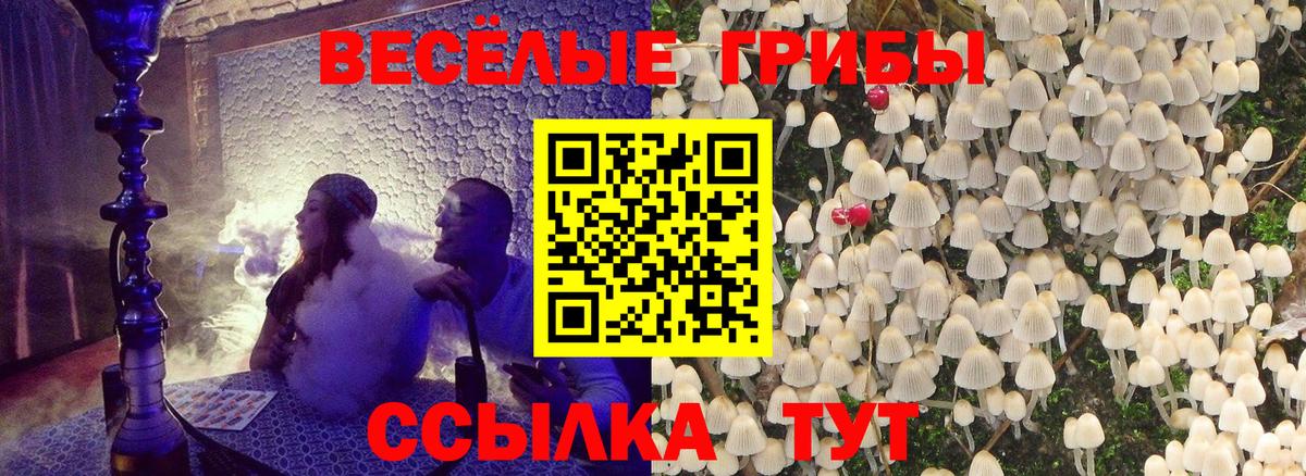 Псилоцибиновые грибы Psilocybe  Вход с VPN  Кингисепп 